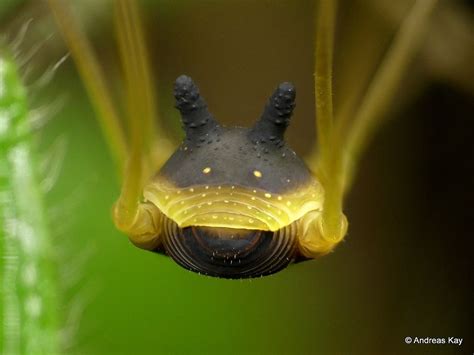 bunny harvestman|Bunny Harvestman in action, Metagryne bicolumnata,。